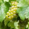 Vigne Riesling - Vitis Vinifera 2 Vigne Riesling - Vitis Vinifera -Jardin Plantes Boutique Vigne Riesling 86453 1