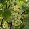 Vigne Fanny -Jardin Plantes Boutique Vigne Vitis vinifera Fanny copyright 1005262 1