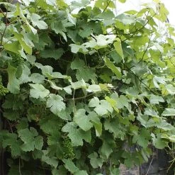 Vigne D'ornement - Vitis Vinifera Incana