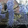 Glycine Blue Moon - Wisteria Frutescens Var. Macrostachya 2 Glycine Blue Moon - Wisteria Frutescens Var. Macrostachya -Jardin Plantes Boutique Wisteria macrostachya Blue Moon 88235 1