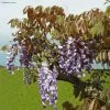 Glycine De Chine Blue Line - Wisteria Sinensis -Jardin Plantes Boutique Wisteria sinensis Blue line IF 17373 1