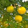 Yuzu - Citrus Junos 1 Yuzu - Citrus Junos -Jardin Plantes Boutique Yuzu Citrus junos 83268 1