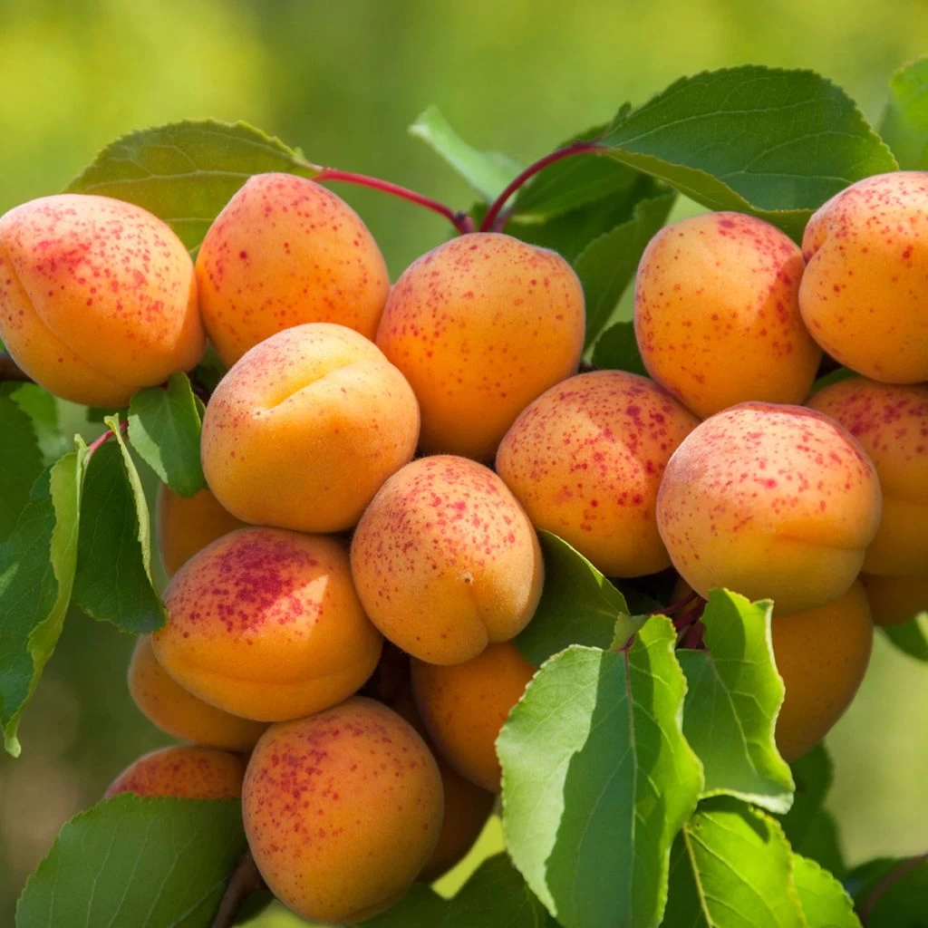 Abricotier Nain Fruit Me Apricot Me Pending 3 Abricotier Nain Fruit Me Apricot Me Pending