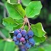 Amelanchier Alnifolia Saskatoon Berry 1 Amelanchier Alnifolia Saskatoon Berry -Jardin Plantes Boutique amelanchier alnifolia saskatoon berry 85479 1