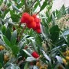 Arbutus Unedo - Arbousier 2 Arbutus Unedo - Arbousier -Jardin Plantes Boutique arbutus unedo 781557 5