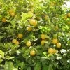 Citronnier Des 4 Saisons - Citrus Limon 2 Citronnier Des 4 Saisons - Citrus Limon -Jardin Plantes Boutique citronnier 4 saisons1
