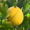 Citronnier Meyer - Citrus X Meyeri -Jardin Plantes Boutique citronnier meyer ld 80026 1