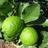 Grand Citron Vert - Citrus Latifolia -Jardin Plantes Boutique citrus latifolia 16217 1