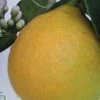 Citronnier - Citrus Limon Adamo -Jardin Plantes Boutique citrus limon adamo 87036 1