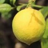 Citronnier - Citrus Limon Cerza -Jardin Plantes Boutique citrus limon cerza