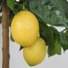 Citronnier - Citrus Limon Lemox -Jardin Plantes Boutique citrus limon lemox 87039 1
