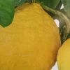 Citrus Lipo - Citrus Limon X Citrus Paradisi -Jardin Plantes Boutique citrus lipo citrus limon x citrus paradisi 87040 1