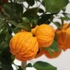 Oranger Corrugata - Citrus Sinensis X Aurantium 2 Oranger Corrugata - Citrus Sinensis X Aurantium -Jardin Plantes Boutique citrus sinensis x aurantium 87044 4