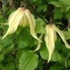 Clématite - Clematis Love Child 2 Clématite - Clematis Love Child -Jardin Plantes Boutique clemaite Love Child 681484 1