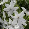 Clématite - Clematis Beautiful Bride 1 Clématite - Clematis Beautiful Bride -Jardin Plantes Boutique clematis beautiful bride 84878 3