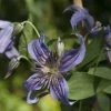 Clématite - Clematis Saphyra Indigo 1 Clématite - Clematis Saphyra Indigo -Jardin Plantes Boutique clematis saphyra indigo 681391 1