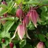 Clématite - Clematis I Am Red Robin -Jardin Plantes Boutique clematite I AMR RED ROBIN nr 51 681377 1
