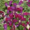 Clématite - Clematis Flammula Sweet Summer Love 2 Clématite - Clematis Flammula Sweet Summer Love -Jardin Plantes Boutique clematite Sweet Summer Love 681521 1