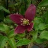 Clématite - Clematis Cirrhosa Lansdowne Gem 1 Clématite - Clematis Cirrhosa Lansdowne Gem -Jardin Plantes Boutique clematite cirrhosa lansdown gem 681367 1
