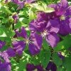 Clématite - Clematis Viticella Etoile Violette 2 Clématite - Clematis Viticella Etoile Violette -Jardin Plantes Boutique clematite etoile violette 681362 1