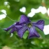 Clématite Italienne - Clematis Viticella 1 Clématite Italienne - Clematis Viticella -Jardin Plantes Boutique clematite italienne clematis viticella V 17044 1