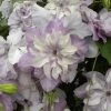 Clématite - Clematis Reflections -Jardin Plantes Boutique clematite reflections 681439 1