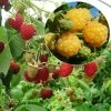 Collection 2 Framboisiers Bio -Jardin Plantes Boutique collection 2 framboisiers bio marastar golden everest 15338 1