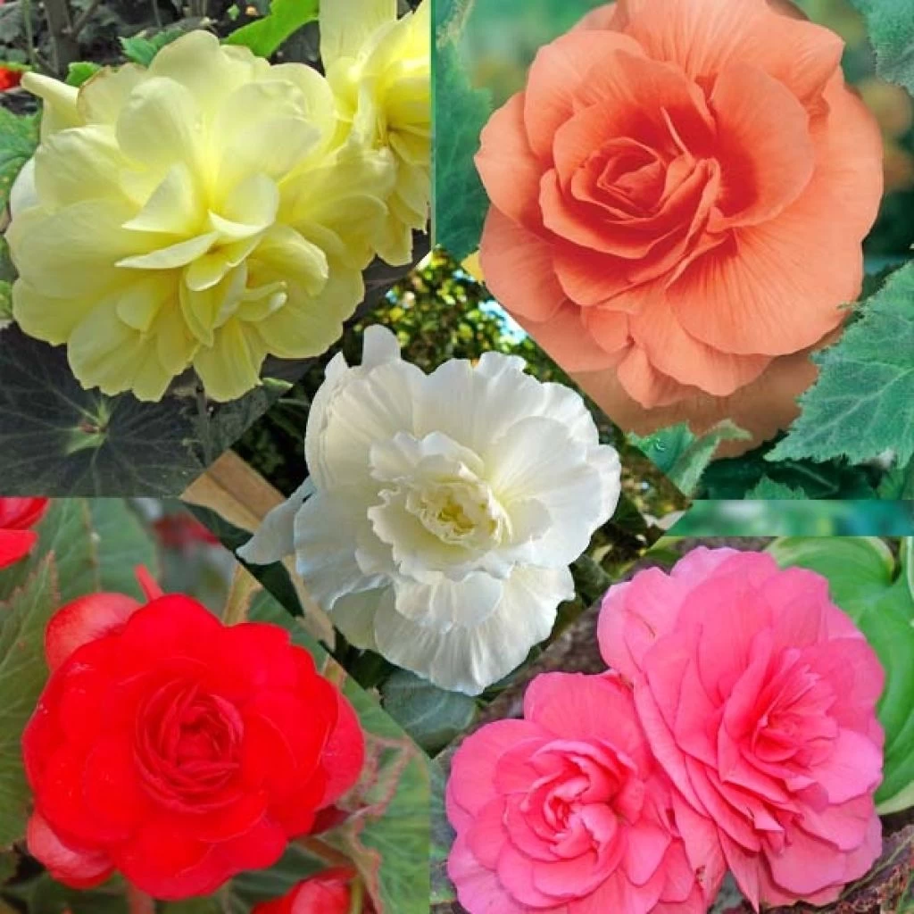 Collection 15 Begonias Grandifloras 3 Collection 15 Begonias Grandifloras