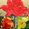 Collection De 3 Cannas -Jardin Plantes Boutique collection cannas 51353 1