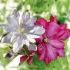 Collection Clématites Beautés Rares 1 Collection Clématites Beautés Rares -Jardin Plantes Boutique collection clematites beautes 20rares 681005 1