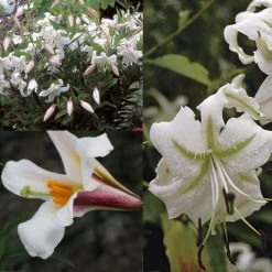 Collection Lis Blanc