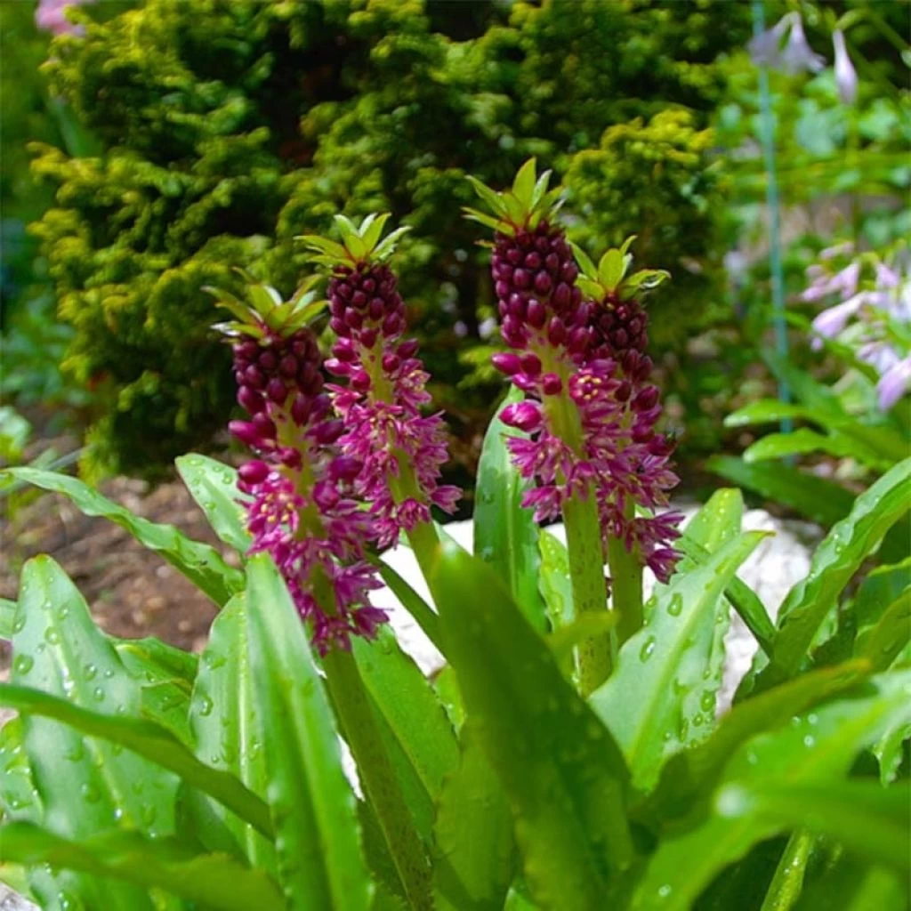 Eucomis Comosa Leia - Eucomide Rose 3 Eucomis Comosa Leia - Eucomide Rose