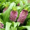 Eucomis Comosa Sparkling Burgundy® - Eucomide Rose à Feuillage Pourpre 2 Eucomis Comosa Sparkling Burgundy® - Eucomide Rose à Feuillage Pourpre -Jardin Plantes Boutique eucomis comosa sparkling burgundy eucomide rose feuillage pourpre IF 69261 1