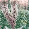 Eucomis Burgundy Wine -Jardin Plantes Boutique eucomis sparking burgundy 51273 1