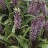 Eucomis Twinkle Stars -Jardin Plantes Boutique eucomis twinckle stars 51306 1