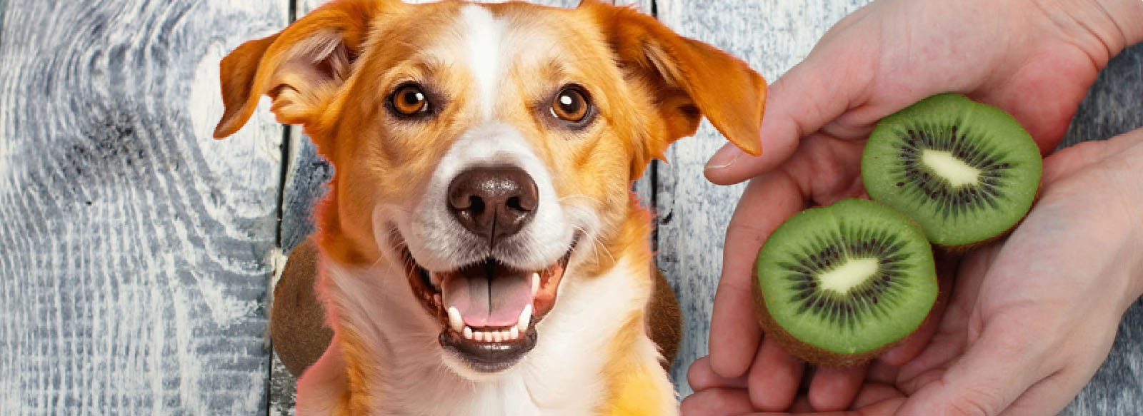 Jardin Plantes Boutique -Jardin Plantes Boutique fghfh