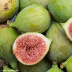 Figuier Carica Portogallo - Figuier Long Du Portugal