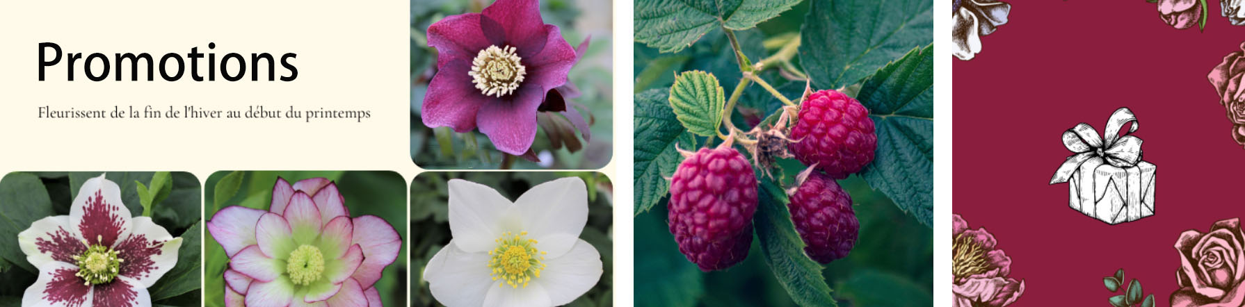 Jardin Plantes Boutique -Jardin Plantes Boutique ghjgj