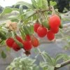 Goji Gojidelys - Lycium Barbarum -Jardin Plantes Boutique gojidelys 16718 2