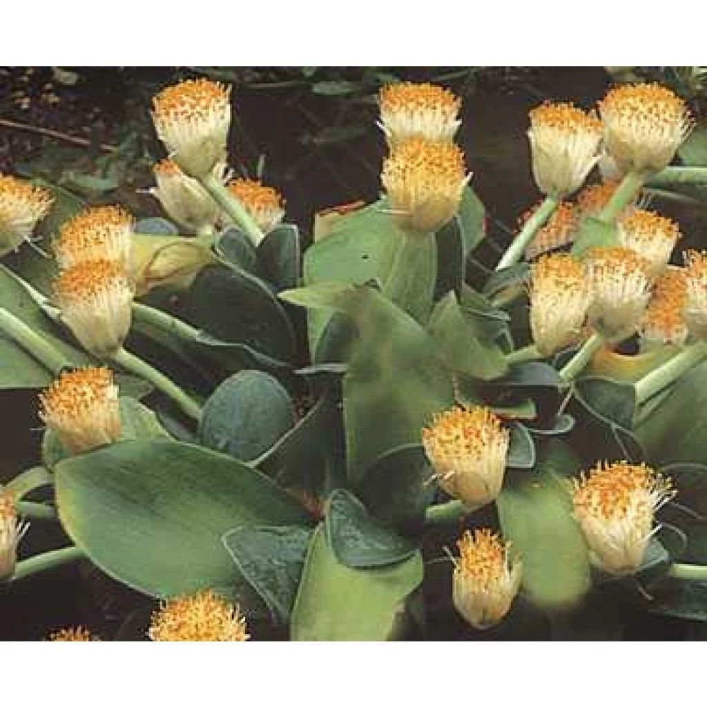 Scadoxus Ou Haemanthus Albiflos 3 Scadoxus Ou Haemanthus Albiflos