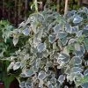 Hortensia Grimpant - Hydrangea Petiolaris Silver Lining -Jardin Plantes Boutique hydrangea petiolaris silver lining 813003 3