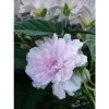 Liseron Du Japon Grimpant Flore Pleno - Calystegia Hederacea -Jardin Plantes Boutique liseron du japon grimpant flore pleno 87689 1
