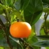Mandarinier - Citrus Deliciosa - Agrumes -Jardin Plantes Boutique mandarinier 4