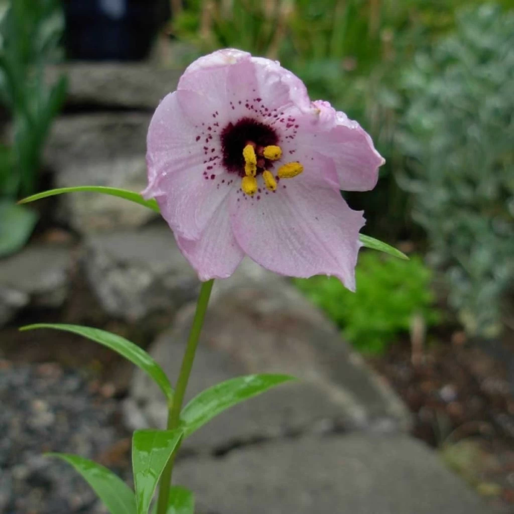 Nomocharis Aperta 3 Nomocharis Aperta