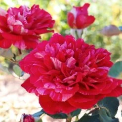 Rosier à Grandes Fleurs Berthe Morisot