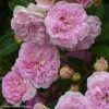 Rosier Ancien Pink Ghislaine De Féligonde 1 Rosier Ancien Pink Ghislaine De Féligonde -Jardin Plantes Boutique rosier ancien pink ghislaine de feligonde 85821 1