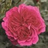 Rosier Arbustif Soul 1 Rosier Arbustif Soul -Jardin Plantes Boutique rosier arbustif soul 855122 1