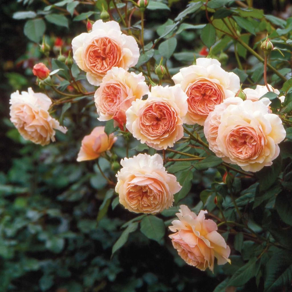 Rosier David Austin A Shropshire Lad 3 Rosier David Austin A Shropshire Lad