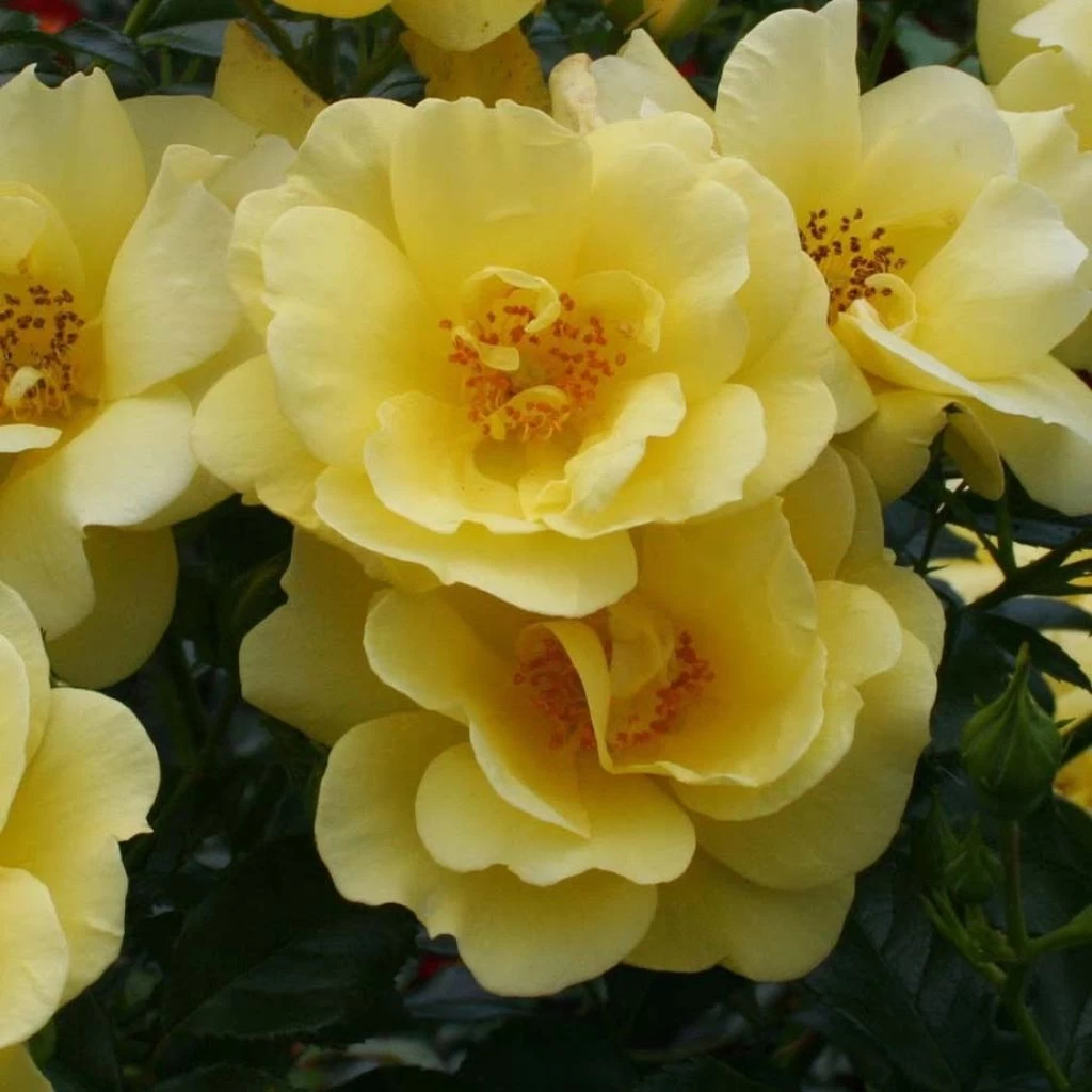 Rosier Décorosiers Suneva 3 Rosier Décorosiers Suneva