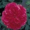 Rosier Anglais David Austin Fragrant Old Purple 1 Rosier Anglais David Austin Fragrant Old Purple -Jardin Plantes Boutique rosier fragant old purple 71403 1